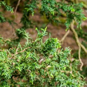 .CHAMAECYPARIS - LYCOPODIOIDES - CUPRESSACEAE - 5577