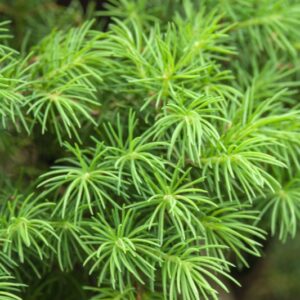 .PICEA GLAUCA - VAR ALBERTIANA CONOCA - ABIETACEAE - 5579