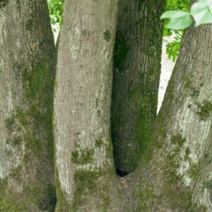 .TILIA - PAUCICOSTATA - CINA CENTRALE - TILIACEAE - 5588