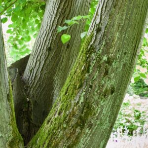 .TILIA - MAXIMOWICZIANA - GIAPPONE - TILIACEAE - 5590