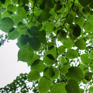 .TILIA - MAXIMOWICZIANA - GIAPPONE - TILIACEAE - 5591
