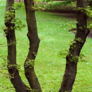 .ACER PALMATUM - ROSEOMARGINATUM - ARAACEAE - 5593