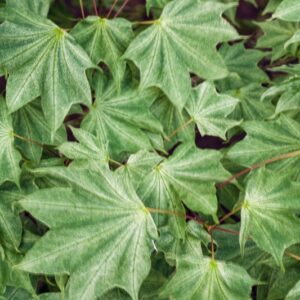 .ACER PICTUM USUGUMO - ACERACEAE - 5596
