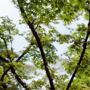 .ACER PALMATUM - ROSEOMARGINATUM - ARAACEAE - 5594