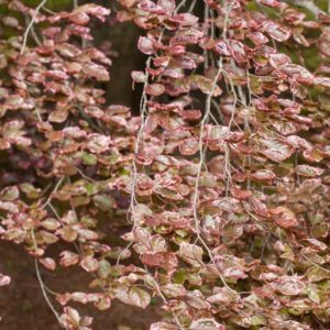 .FAGUS SYLV - ROSEO MARGINATA - FAGACEAE - 5598