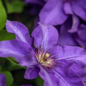 CLEMATIDE - JACKMANII - RANUCOLACEAE - 5621