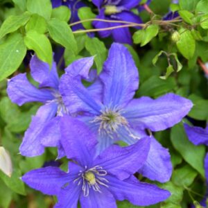 CLEMATIDE - JACKMANII - RANUCOLACEAE - 5631