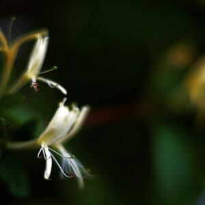 CAPRIFOLIO - CAPRIFOGLIACEAE - 5649