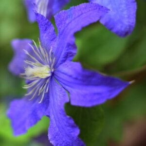CLEMATIDE - JACKMANII - RANUCOLACEAE - 5645