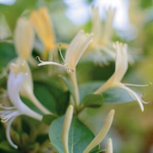 CAPRIFOGLIO - JAPONICA HALLIANA - CAPRIFOLIACEAE - 5651