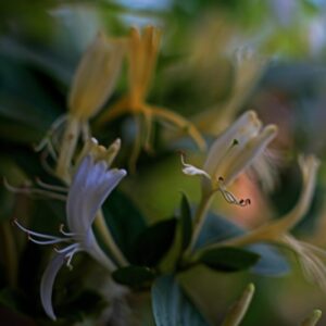 CAPRIFOGLIO - JAPONICA HALLIANA - CAPRIFOLIACEAE - 5652