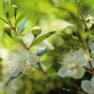 MYRTUS COMMUNIS - MYRTACEAE - 6514