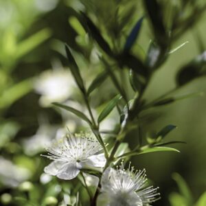 MYRTUS COMMUNIS - MYRTACEAE - 6517