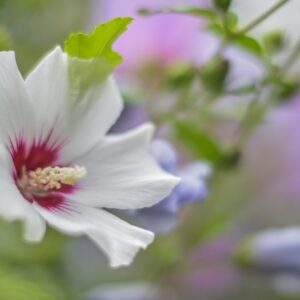 7073-HIBISCUS - IBISCO - HIBISCACEAE