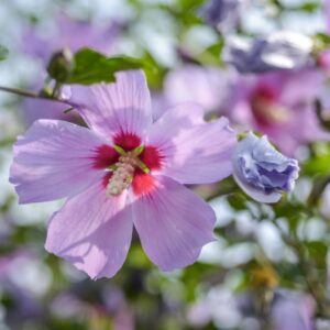 7087-HIBISCUS - IBISCO - HIBISCACEAE