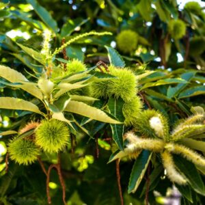 CASTANEA SATIVA, CASTAGNO EUROPEO , FAGACEAE, RICCI DI CASTAGNE - 7088