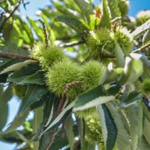 CASTANEA SATIVA, CASTAGNO EUROPEO , FAGACEAE, RICCI DI CASTAGNE - 7089