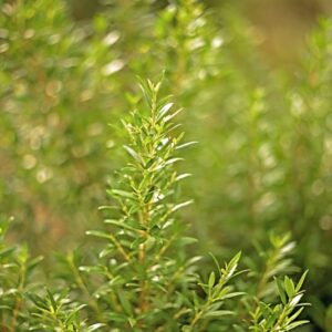 MYRTUS COMMUNIS - MYRTACEAE - 7472