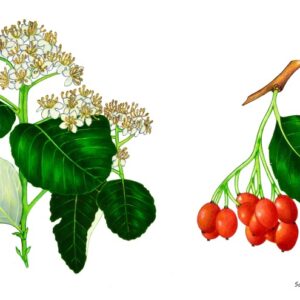 SORBO, FARINACCIO, ROSACEAE