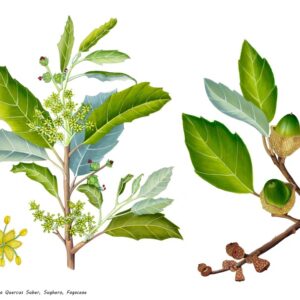 SUGHERA QUERCUS SUBER, SUGHERO, FAGACEAE