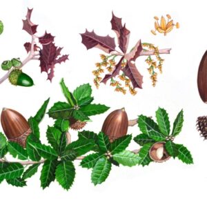 QUERCUS COCCINEA, QUERCIA SCARLATTA - QUERCUS COCCINEA, FAGACEAE