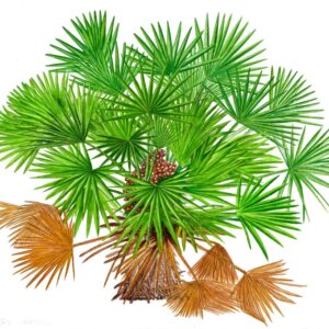 PALMA NANA - CHATAEROPS HUMILIS, ARECACEAE