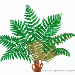 7987-FELCE MASCHIO, DRYOPTERIS FILIX MAS, DRYOPTERIDACEAE