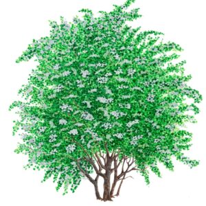 BIANCOSPINO, CRATAEGUS MONOGYNA, ROSACEAE
