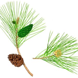 PINUS BRUTIA O CALABRO, PINACEAE