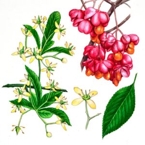 BERRETTA DEL PRETE - EUONYMUS EUROPAEUS - CELASTRACEAE - EVONIMO