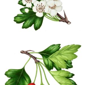 BIANCOSPINO - CRATAEGUS MONOGYNA - ROSACEAE - PRUNETALIA SPINOSAE