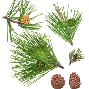 PINUS NIGRA LARICIO - PINO DI CORSICA