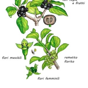 SPINCERVINO - RHAMNUS CATHARTICUS - RHAMNACEAE - 8004