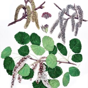 PIOPPO TREMULO - POPULUS TREMULA - SALICACEAE