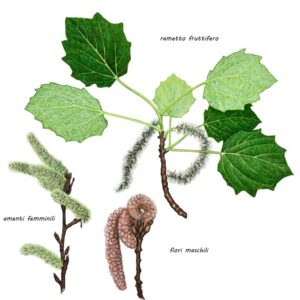 PIOPPO GRIGIO - PIOPPO CANESCENTE - POPULUS X CANESCENS - SALICACEAE