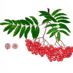 SORRBO DEGLI UCCELATORI - SORBUS AUCUPARIA - ROSACEAE