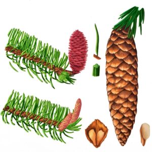 PECCIO O ABETE ROSSO - PICEA ABIES - PINACEAE