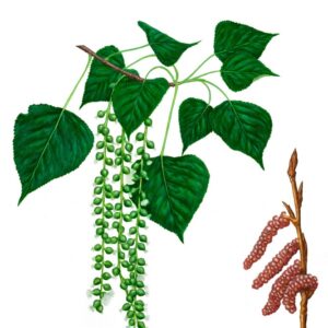 PIOPPO NERO - POPULUS NIGRA, SALICACEAE