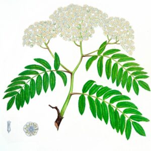 SORRBO DEGLI UCCELATORI - SORBUS AUCUPARIA - ROSACEAE
