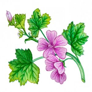 MALVA, MALVA SYLVESTRIS, MALVACEAE - 5929
