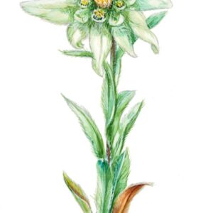 STELLA ALPINA - LEONTOPODIUM - STELLA ALPINA - ASTERACEAE