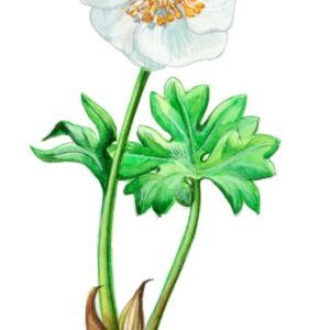 RANUNCOLO DEI GHIACCI, RANUNCULUS GLACIALIS, RANUNCULACEAE