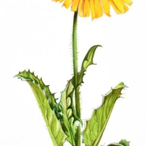 DORONICUM, DORONACO, ASTERACEAE