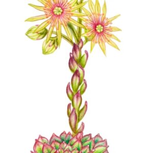 SEMPREVIVO, SEMPERVIVUM, PIANTE SUCCULENTE, CRASSULACEAE