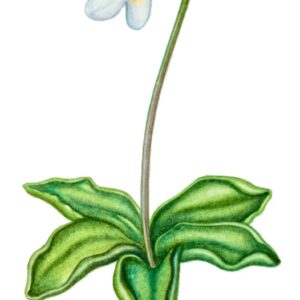 PINGUICULA ALPINA, LENTIBULARIACEAE