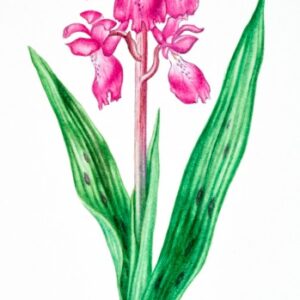 GIGLIO CAPRINO - ORCHIS MASCULA - ORCHIDE MASCHIA - ORCHIDACEAE - 8035