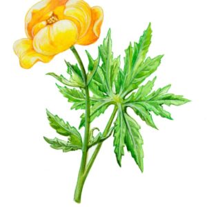 TROLLIUS EUROPAEUS, BOTTON D'ORO, BOTTONI D'ORO, RANUNCULACEAE