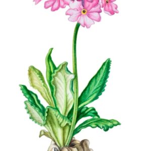 PRIMULA FARINOSA - PRIMULACEAE