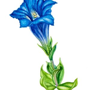 GENZIANA DI KOCH O GENZIANA DINARICA - GENTIANACEAE - 8037