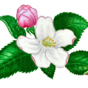 MELO SELVATICO, MALUS SYLVESTRIS, ROSACEAE